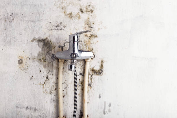 Best Mold Remediation Services  in Skokie, IL