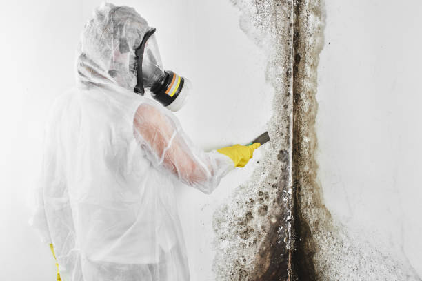 Certified Mold Removal in Skokie, IL