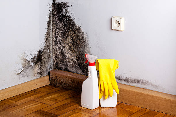 Best Residential Mold Removal  in Skokie, IL