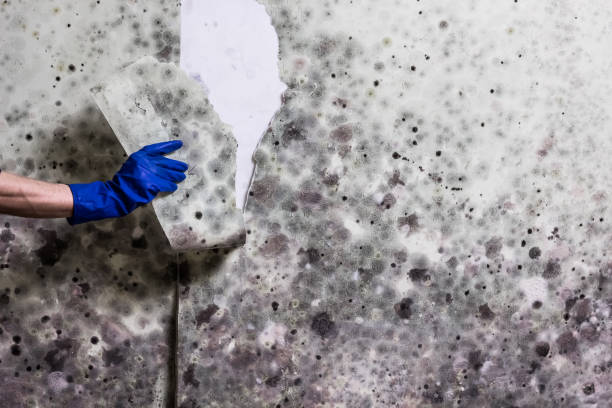 Best Black Mold Removal  in Skokie, IL